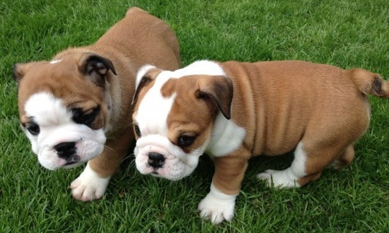 2 cachorros de bulldog inglés para adopción