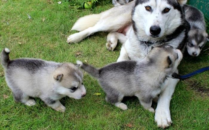 alaska malamute excelentes cachorros de pura raza. machos y