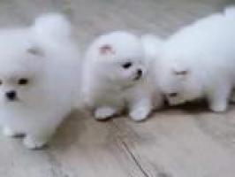 Cachorros Lulu Pomeranian Mini Toy