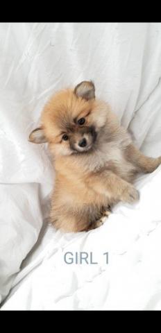 Kc Reg Fawn Pug Puppy De Padres Probados Para La Salud