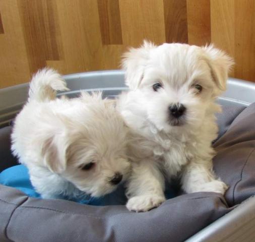 Regalo Mini Toy Cachorros Bichon Maltes para su adopcion libre