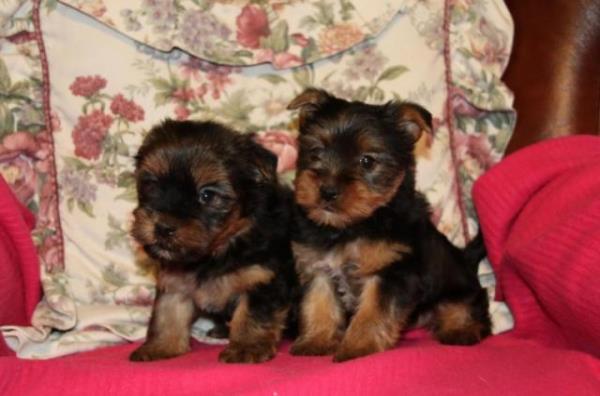 Regalo Cachorros yorkshire terrier mini toy con pedigree .