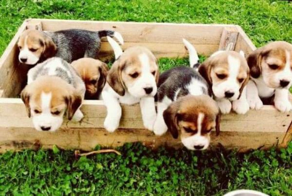 Regalo Casa tren Cachorros Beagle Para Su Adopción