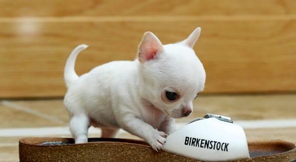 Regalo Cachorros de Chihuahua mini toy para adopción