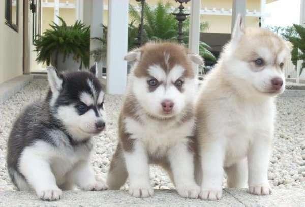 Regalo Cachorros Siberian Husky Macho y Hembra Para Su Adopción