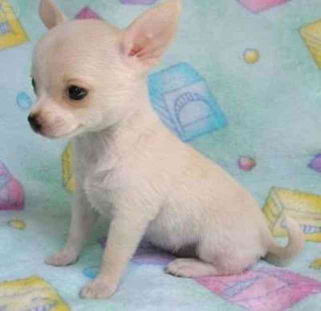 regalo chihuahua cachorros mini toy para adopción 1