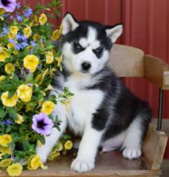 REGALO Cachorros de Husky Siberiano para adopción -