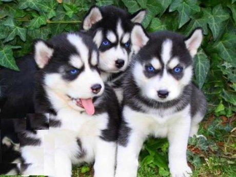 REGALO Ojos azules cachorros Siberian Husky