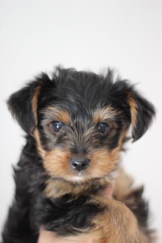Regalo Cachorros Yorkshire Terrier Mini To para su adopcion libr