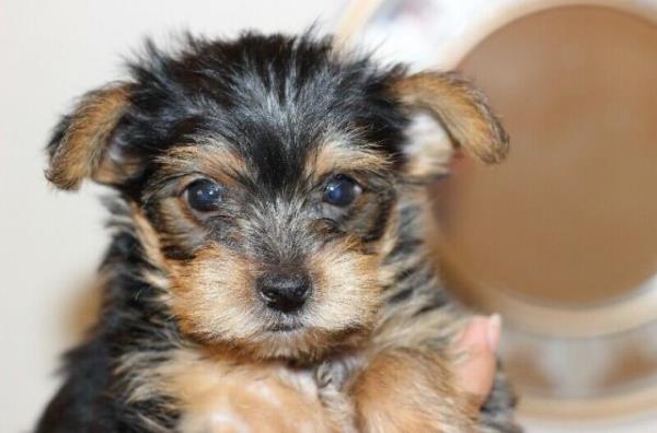 Regalo Cachorros Yorkshire Terrier Mini To para su adopcion libr