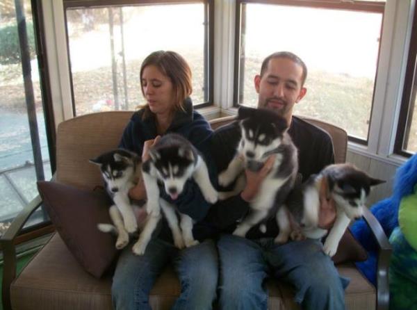 Ojos azules cachorros husky siberiano para la adopción