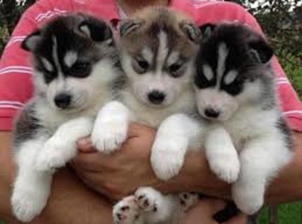 regalo preciosos cachorros de Husky siberiano