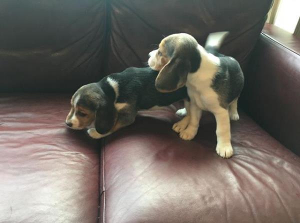 Cachorros Beagle para re-hogar. AKC registrado.Beagle