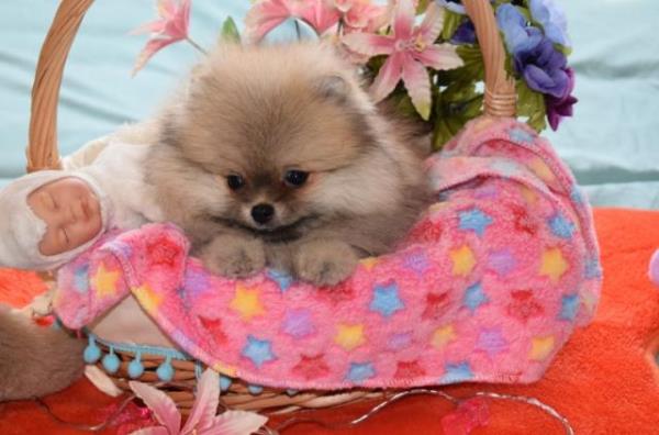 Regalo Pomeranian Para Adopción