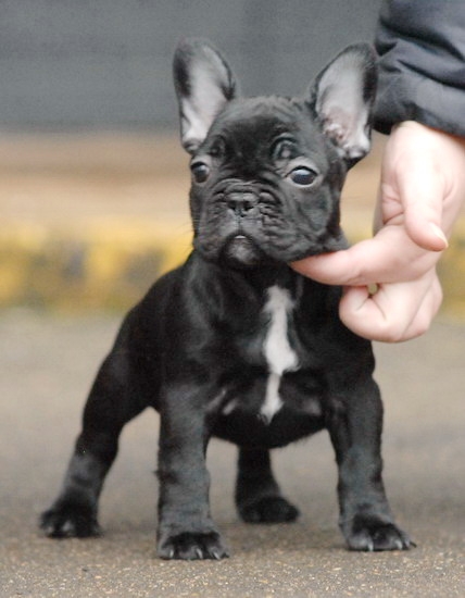 bulldog francés para adopción
